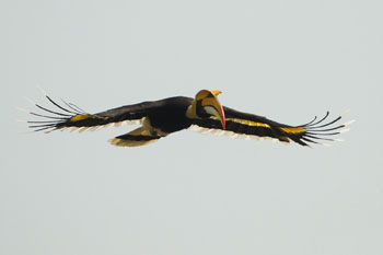 hornbill